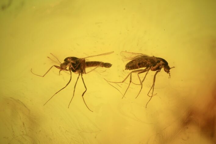 Detailed Fossil Flies (Chironomidae) In Baltic Amber - Male and Female #135029